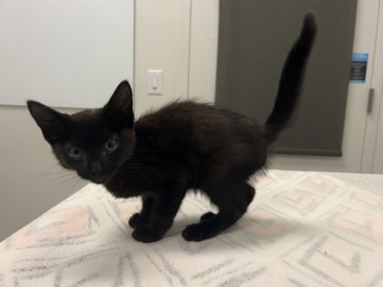Shelter Stray Female Cat last seen 21st st and topping, 64126, MO, 7077 Elmwood Ave, Kansas City, MO 64132, USA