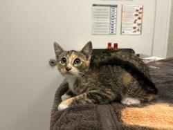 Shelter Stray Female Cat last seen E 40th and Highland Ave, KCMO, 64110, 64110, MO, 7077 Elmwood Ave, Kansas City, MO 64132, USA