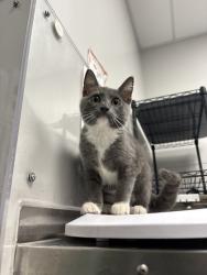 Shelter Stray Male Cat last seen Near Jones Cove Rd, Sevier County ACO, TN, 1008 Old Knoxville Hwy, Sevierville, TN 37862, USA