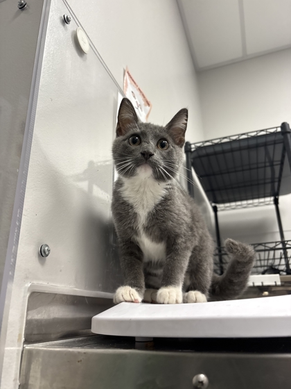 Shelter Stray Male Cat last seen Near Jones Cove Rd, Sevier County ACO, TN, 1008 Old Knoxville Hwy, Sevierville, TN 37862, USA