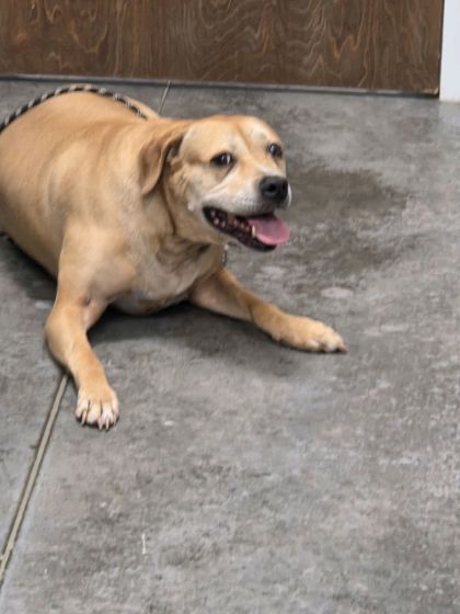 Shelter Stray Female Dog last seen Near E Church Street, Berkeley County, SC, 2455 Remount Rd, North Charleston, SC 29406, USA