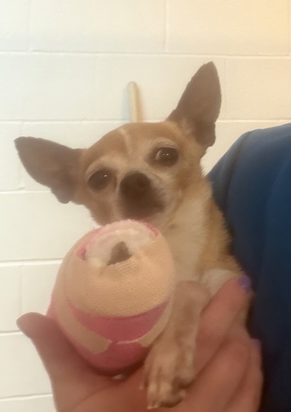 Shelter Stray Male Dog last seen Delahow Street/ Indian Corn Street, Berkeley County, SC, 2455 Remount Rd, North Charleston, SC 29406, USA