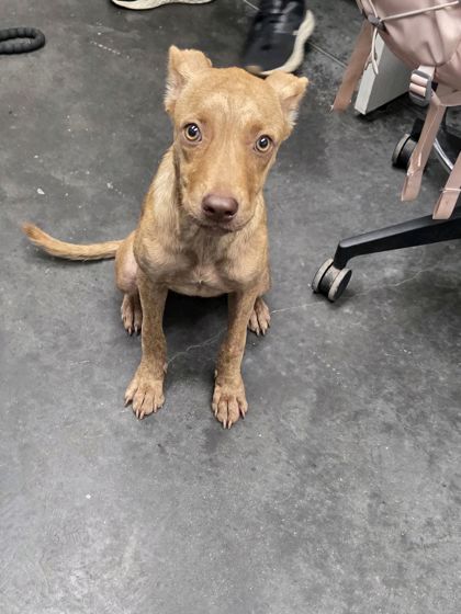 Shelter Stray Female Dog last seen Near Spring Grove RD, Berkeley County, SC, 2455 Remount Rd, North Charleston, SC 29406, USA