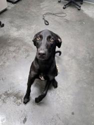 Shelter Stray Female Dog last seen Near Witherbee Rd, Berkeley County, SC, 2455 Remount Rd, North Charleston, SC 29406, USA
