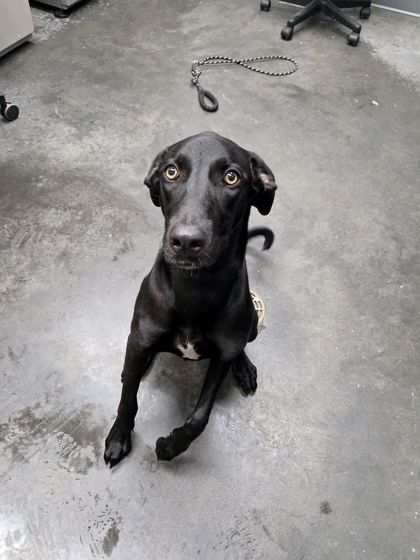 Shelter Stray Female Dog last seen Near Witherbee Rd, Berkeley County, SC, 2455 Remount Rd, North Charleston, SC 29406, USA