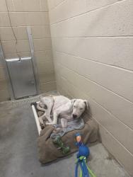 Shelter Stray Female Dog last seen Near Nellie Ln, Berkeley County, SC, 2455 Remount Rd, North Charleston, SC 29406, USA