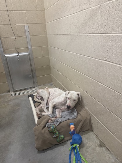 Shelter Stray Female Dog last seen Near Nellie Ln, Berkeley County, SC, 2455 Remount Rd, North Charleston, SC 29406, USA