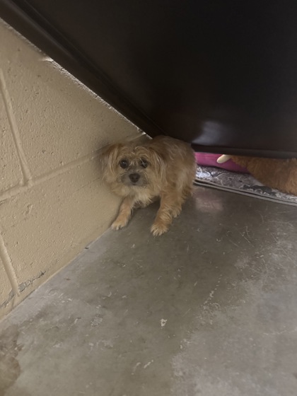 Shelter Stray Female Dog last seen Near Long Bluff Road, Berkeley County, SC, 2455 Remount Rd, North Charleston, SC 29406, USA