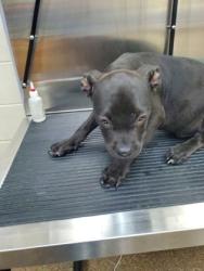 Shelter Stray Male Dog last seen Near Ashley Phosphate Road, North Charleston, SC, 2455 Remount Rd, North Charleston, SC 29406, USA