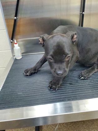 Shelter Stray Male Dog last seen Near Ashley Phosphate Road, North Charleston, SC, 2455 Remount Rd, North Charleston, SC 29406, USA