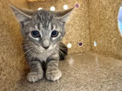 Shelter Stray Female Cat last seen Lorton, VA 22079, Silvershadow Ct & Reiser Ln, Fairfax County, VA, 4500 West Ox Rd, Fairfax, VA 22030, USA