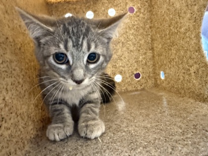 Shelter Stray Female Cat last seen Lorton, VA 22079, Silvershadow Ct & Reiser Ln, Fairfax County, VA, 4500 West Ox Rd, Fairfax, VA 22030, USA