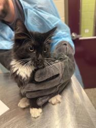 Shelter Stray Female Cat last seen Lorton, VA 22079, Silvershadow Ct & Reiser Ln, Fairfax County, VA, 4500 West Ox Rd, Fairfax, VA 22030, USA