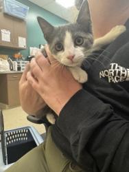 Shelter Stray Female Cat last seen Gaskin Way and 126th St, Carmel City, IN, 10501 Hague Rd, Fishers, IN 46038, USA