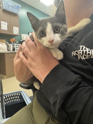 Shelter Stray Female Cat last seen Gaskin Way and 126th St, Carmel City, IN, 10501 Hague Rd, Fishers, IN 46038, USA