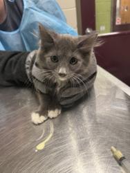 Shelter Stray Female Cat last seen Lorton, VA 22079, Silvershadow Ct & Reiser Ln, Fairfax County, VA, 4500 West Ox Rd, Fairfax, VA 22030, USA
