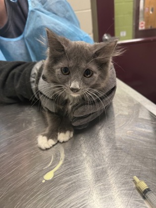 Shelter Stray Female Cat last seen Lorton, VA 22079, Silvershadow Ct & Reiser Ln, Fairfax County, VA, 4500 West Ox Rd, Fairfax, VA 22030, USA