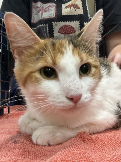 Shelter Stray Female Cat last seen Gaskin Way/126th, Carmel City, IN, 10501 Hague Rd, Fishers, IN 46038, USA
