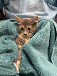 Shelter Stray Female Cat last seen Lorton, VA 22079, Silvershadow Ct & Reiser Ln, Fairfax County, VA, 4500 West Ox Rd, Fairfax, VA 22030, USA