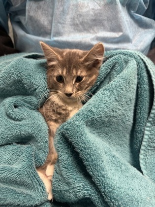 Shelter Stray Female Cat last seen Lorton, VA 22079, Silvershadow Ct & Reiser Ln, Fairfax County, VA, 4500 West Ox Rd, Fairfax, VA 22030, USA
