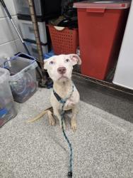 Shelter Stray Female Dog last seen Near Allendale rd, 21216, MD, 2490 Giles Rd, Baltimore, MD 21225, USA