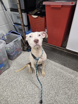 Shelter Stray Female Dog last seen Near Allendale rd, 21216, MD, 2490 Giles Rd, Baltimore, MD 21225, USA