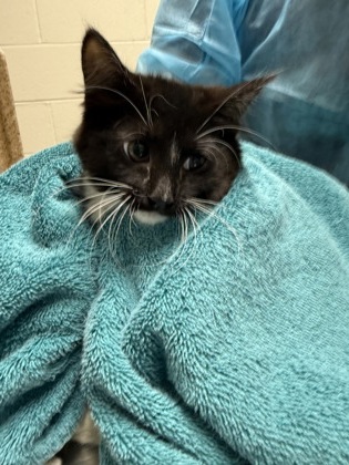Shelter Stray Female Cat last seen Lorton, VA 22079, Silvershadow Ct & Reiser Ln, Fairfax County, VA, 4500 West Ox Rd, Fairfax, VA 22030, USA