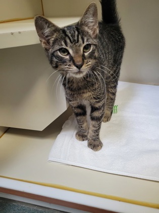 Shelter Stray Male Cat last seen Annandale, VA, 22003, Braddock Rd & Braddock Pl, Fairfax County, VA, 4500 West Ox Rd, Fairfax, VA 22030, USA