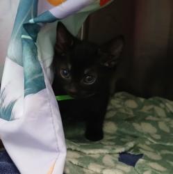 Shelter Stray Female Cat last seen Near block Seabury ave, 21225, MD, 2490 Giles Rd, Baltimore, MD 21225, USA
