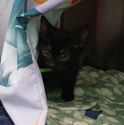 Shelter Stray Female Cat last seen Near block Seabury ave, 21225, MD, 2490 Giles Rd, Baltimore, MD 21225, USA