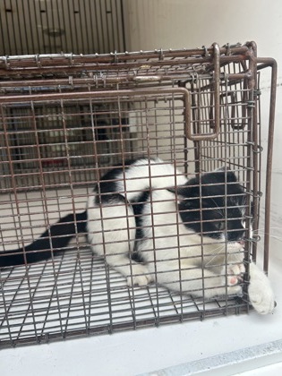 Shelter Stray Unknown Cat last seen Near Elmwood St, City of Knoxville ASO, TN, 3201 Division St, Knoxville, TN 37919, USA