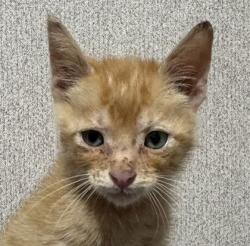 Shelter Stray Male Cat last seen First St and Maple Ave, City of College Station, TX, 5359 Leonard Rd, Bryan, TX 77807, USA