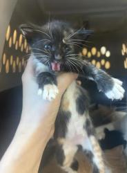 Shelter Stray Female Cat last seen Near Ridgemere Ct Stone Mountain Georgia 30083, 30083, GA, 3280 Chamblee Dunwoody Rd, Chamblee, GA 30341, USA
