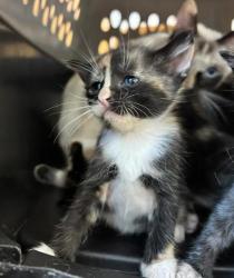 Shelter Stray Female Cat last seen Near Ridgemere Ct Stone Mountain Georgia 30083, 30083, GA, 3280 Chamblee Dunwoody Rd, Chamblee, GA 30341, USA