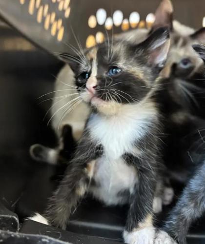 Shelter Stray Female Cat last seen Near Ridgemere Ct Stone Mountain Georgia 30083, 30083, GA, 3280 Chamblee Dunwoody Rd, Chamblee, GA 30341, USA