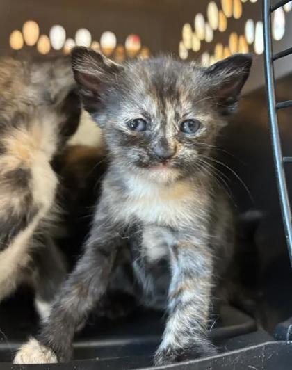 Shelter Stray Female Cat last seen Near Ridgemere Ct Stone Mountain Georgia 30083, 30083, GA, 3280 Chamblee Dunwoody Rd, Chamblee, GA 30341, USA