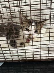 Shelter Stray Male Cat last seen Near Lauren Michelle Ln, Knox County GP, TN, 3201 Division St, Knoxville, TN 37919, USA