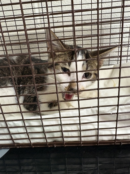 Shelter Stray Male Cat last seen Near Lauren Michelle Ln, Knox County GP, TN, 3201 Division St, Knoxville, TN 37919, USA