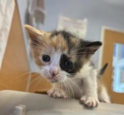 Shelter Stray Female Cat last seen Near Ridgemere Ct Stone Mountain Georgia 30083, 30083, GA, 3280 Chamblee Dunwoody Rd, Chamblee, GA 30341, USA