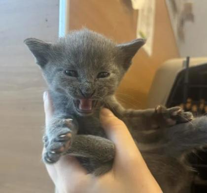 Shelter Stray Male Cat last seen Near Ridgemere Ct Stone Mountain Georgia 30083, 30083, GA, 3280 Chamblee Dunwoody Rd, Chamblee, GA 30341, USA