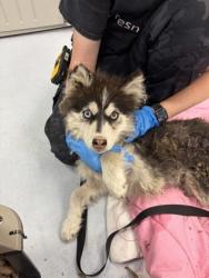 Shelter Stray Female Dog last seen E Madison Ave & N Willow Ave, Fresno Zone Fresno CO 2 93727, CA, 1510 W Dan Ronquillo Dr, Fresno, CA 93706, USA