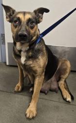 Shelter Stray Female Dog last seen N Cornelia Ave & W Whitesbridge Ave, Fresno Zone Fresno CO 1A 93706, CA, 1510 W Dan Ronquillo Dr, Fresno, CA 93706, USA