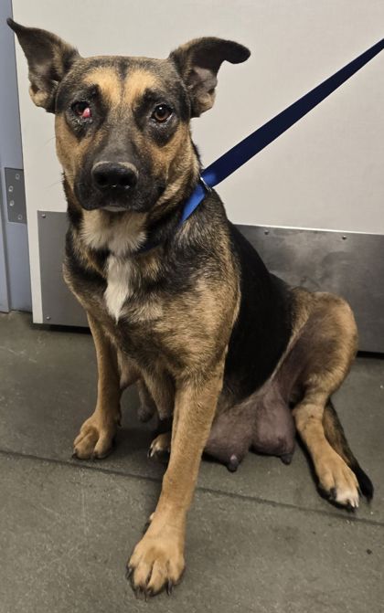 Shelter Stray Female Dog last seen N Cornelia Ave & W Whitesbridge Ave, Fresno Zone Fresno CO 1A 93706, CA, 1510 W Dan Ronquillo Dr, Fresno, CA 93706, USA