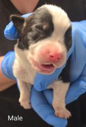 Shelter Stray Male Dog last seen N Cornelia Ave & W Whitesbridge Ave, Fresno Zone Fresno CO 1A 93706, CA, 1510 W Dan Ronquillo Dr, Fresno, CA 93706, USA