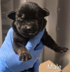 Shelter Stray Male Dog last seen N Cornelia Ave & W Whitesbridge Ave, Fresno Zone Fresno CO 1A 93706, CA, 1510 W Dan Ronquillo Dr, Fresno, CA 93706, USA