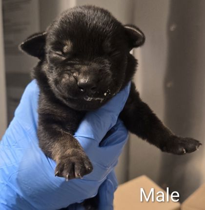 Shelter Stray Male Dog last seen N Cornelia Ave & W Whitesbridge Ave, Fresno Zone Fresno CO 1A 93706, CA, 1510 W Dan Ronquillo Dr, Fresno, CA 93706, USA