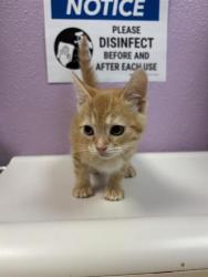 Shelter Stray Male Cat last seen Near LOMALAND DR, CITY of El Paso, TX, 5001 Fred Wilson Ave, El Paso, TX 79906, USA
