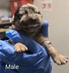 Shelter Stray Male Dog last seen N Cornelia Ave & W Whitesbridge Ave, Fresno Zone Fresno CO 1A 93706, CA, 1510 W Dan Ronquillo Dr, Fresno, CA 93706, USA