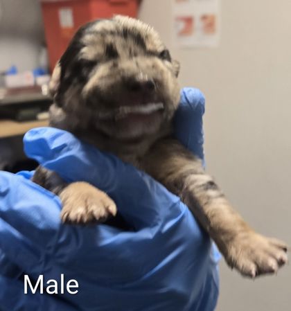 Shelter Stray Male Dog last seen N Cornelia Ave & W Whitesbridge Ave, Fresno Zone Fresno CO 1A 93706, CA, 1510 W Dan Ronquillo Dr, Fresno, CA 93706, USA