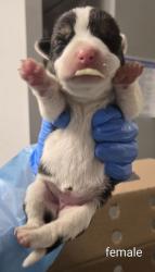 Shelter Stray Female Dog last seen N Cornelia Ave & W Whitesbridge Ave, Fresno Zone Fresno CO 1A 93706, CA, 1510 W Dan Ronquillo Dr, Fresno, CA 93706, USA